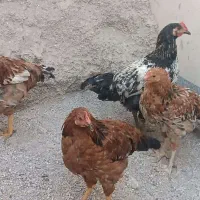 خروس