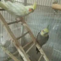 یک جف عروس هلندی مولد