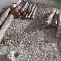 قطع وهرس درخت انجیر توت بریدن درختان خریدار چوب