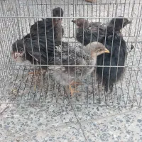مرغ و جوجه