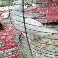 کبوتر نر