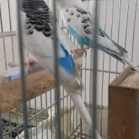فروش یک جفت مرغ عشق نر وماده با قفس