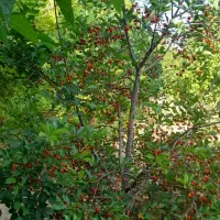 باغ فروشی  روستای نجف آباد سفلی