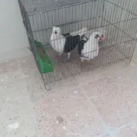 کبوتر نر دوتا