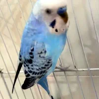 یک جفت مرغ عشق