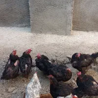 مرغ وخروس