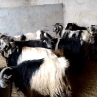 بز بختیاری