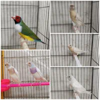فنچ گلدین جفت سیلور،نرتک