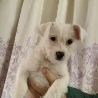 توله سگ فسقلی