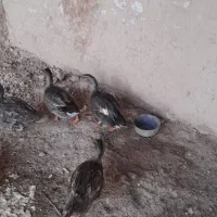 اوردک کله سبز