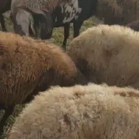 قوچ پلنگی