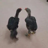 جوجه برهما و مرغ