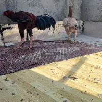 خروس و مرغ لاری