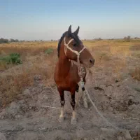 اسب سواری طاخت مسابقه ای