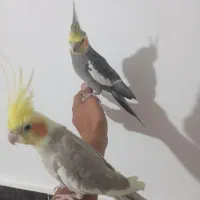 عروس هلندی