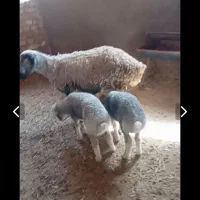میش دوقول کبود بز