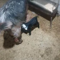 فروش بز بزغاله