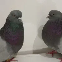فروش یک جفت صحرای و سرور ۴۵سانتی