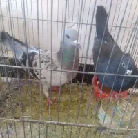کفتر فروشی