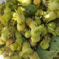 فندق درشت الموت