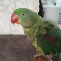 شاطوطی ماده  مست