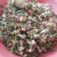 ته گل محمدی