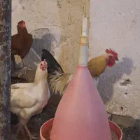 خروس