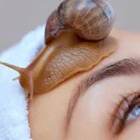 حلزون|خزنده|ایلام, |دیوار