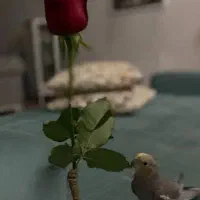 عروس هلندی دونه ای ۱۵۰۰  دوتا باهم ۲۵۰۰