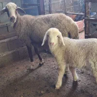 گوسفندورمار نراس