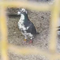 عربستان رنگ‌ خاص