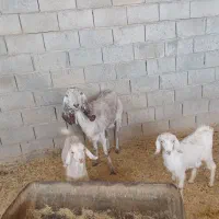 یک عدد بز با دوتا بزغاله و یک عدد نربز درجه یک