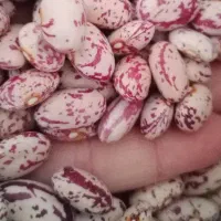 لوبیا چیتی درجه یک
