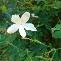 نهال دو سه ساله گل یاس سفید عطری نایلکسی