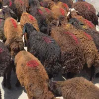 ۶۰راس بره نر قزل افشار داشتی