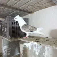 کبوتر مخمل