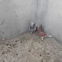 اوغون کاکلی