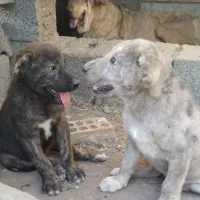 توله سگ نگهبان واگذار