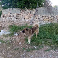 سگ سرابی|سگ|نورآباد ممسنی, |دیوار