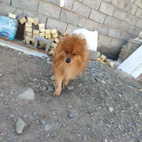 دو سگ پامر