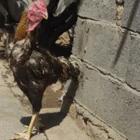 خروس لاری