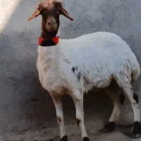 کاور عروسک