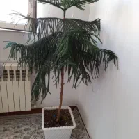 گلدان کاج طبقه ی