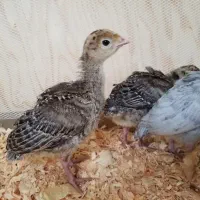 جوجه بوقلمون ایخو م