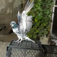 کفتر قشی دمسفید