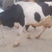 گاو‌سیمینتال