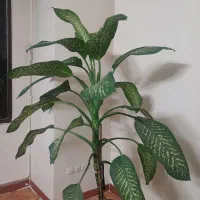 گل دیفن باخیا