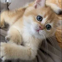 بریتیش مو کوتاه ماده طلایی