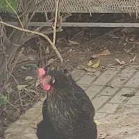مرغ تخم گذار، جوان