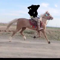 اسب یورغ ه جوان به شرط راه وآبستنی بالا
